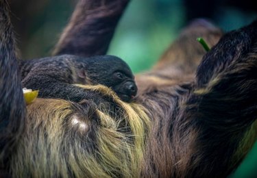 fot. Zoo w Łodzi