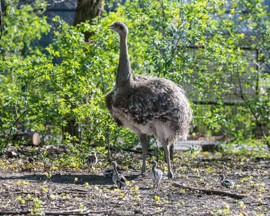fot. Zoo w Łodzi
