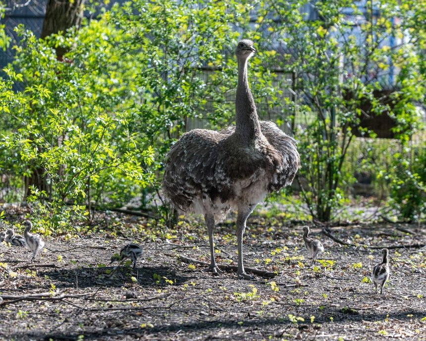 fot. Zoo w Łodzi