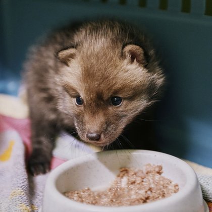 Ośrodek Rehabilitacji Dzikich Zwierząt w Łodzi, fot. ŁÓDŹ.PL