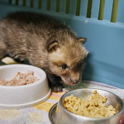 Ośrodek Rehabilitacji Dzikich Zwierząt w Łodzi, fot. ŁÓDŹ.PL