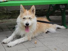 fot. Schronisko w Łodzi