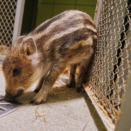 Ośrodek Rehabilitacji Dzikich Zwierząt w Łodzi, fot. ŁÓDŹ.PL