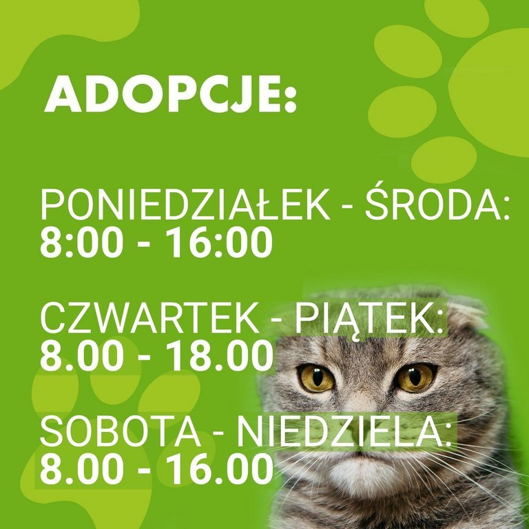  , Informacja o godzinach adopcji zwierząt. Od poniedziałku do środy: 8:00 - 16:00 czwartek i piątek: 8.00 - 18.00 sobota i niedziela 8.00 - 16.00
