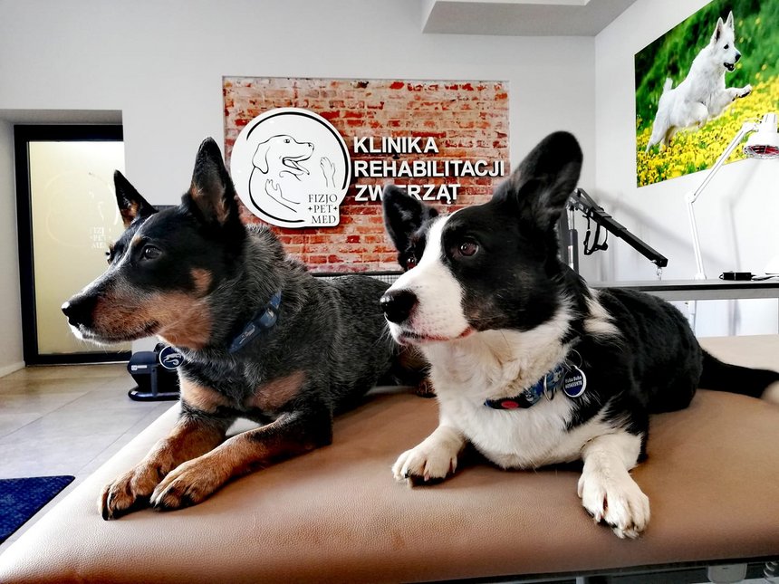 archiwum Fizjo-Pet-Med Kliniki Rehabilitacji Zwierząt w Łodzi