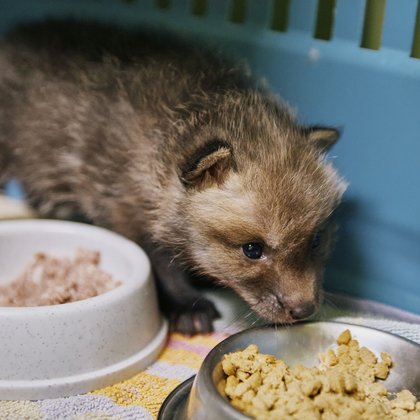 Ośrodek Rehabilitacji Dzikich Zwierząt w Łodzi, fot. ŁÓDŹ.PL